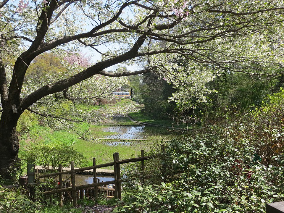 🌳 메구로 구립 코마바노 공원 이미지 5